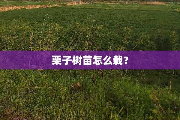 栗子树苗怎么栽？