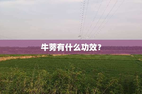 牛蒡有什么功效？