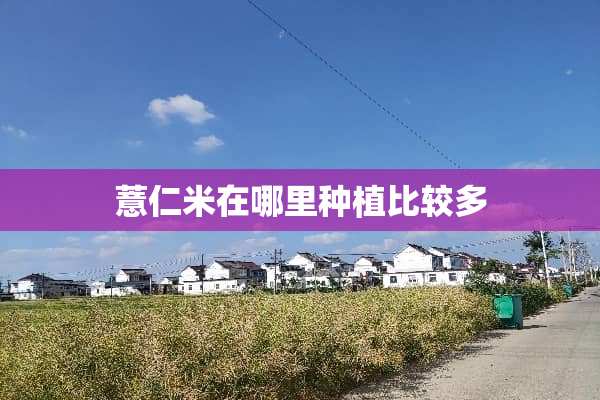 薏仁米在哪里种植比较多