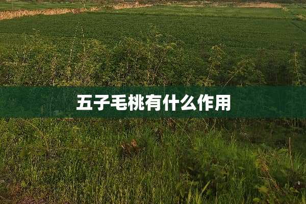 五子毛桃有什么作用