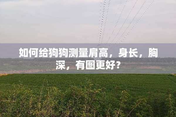 如何给狗狗测量肩高，身长，胸深，有图更好？