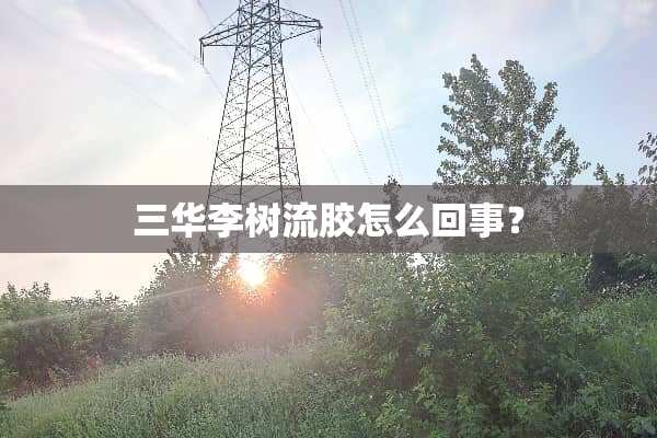 三华李树流胶怎么回事？