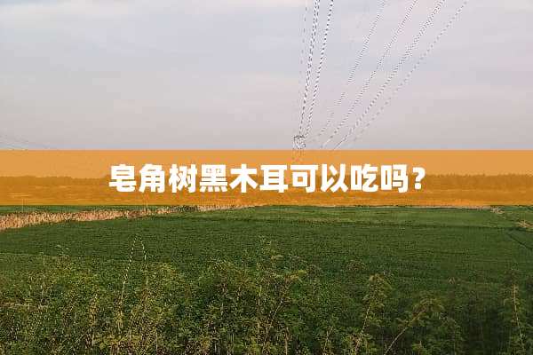 皂角树黑木耳可以吃吗？