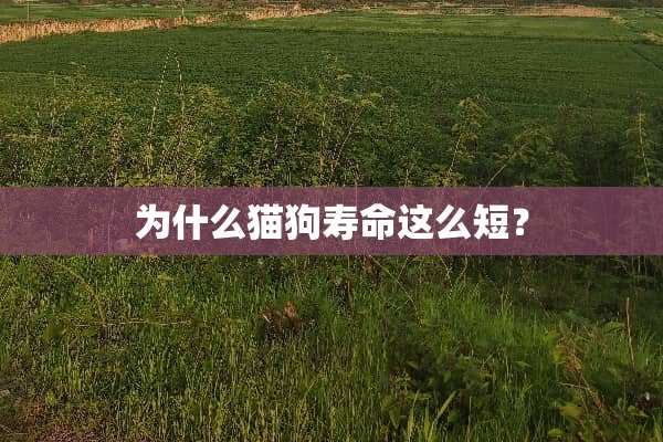 为什么猫狗寿命这么短？