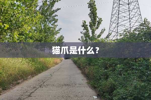 猫爪是什么？