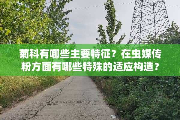菊科有哪些主要特征？在虫媒传粉方面有哪些特殊的适应构造？