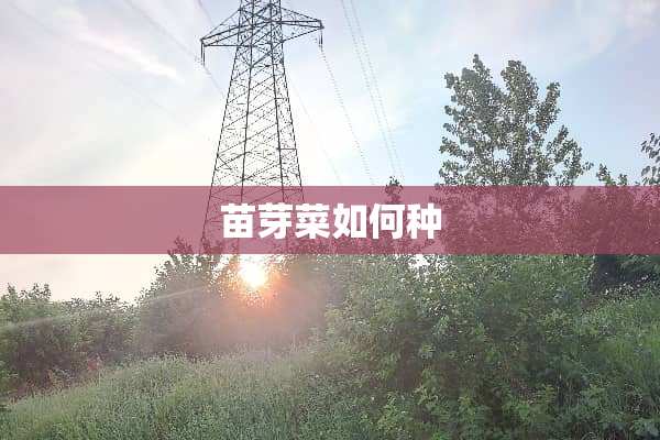 苗芽菜如何种