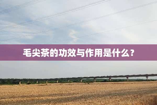 毛尖茶的功效与作用是什么？