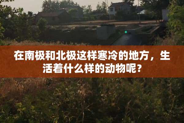 在南极和北极这样寒冷的地方，生活着什么样的动物呢？