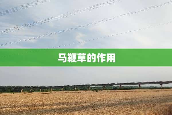 马鞭草的作用