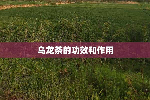 乌龙茶的功效和作用