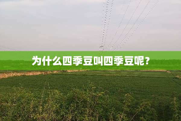 为什么四季豆叫四季豆呢？