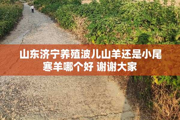 山东济宁养殖波儿山羊还是小尾寒羊哪个好 谢谢大家