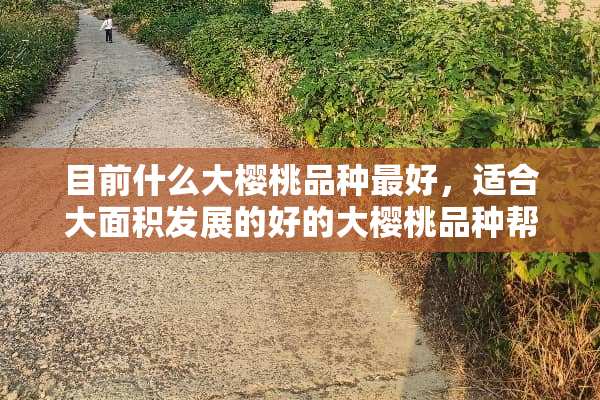 目前什么大樱桃品种最好，适合大面积发展的好的大樱桃品种帮介绍下。