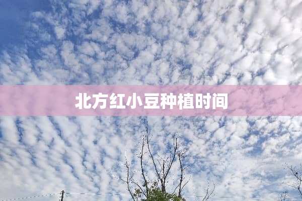 北方红小豆种植时间