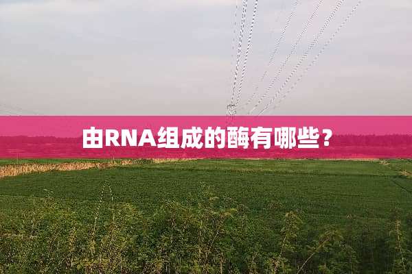 由RNA组成的酶有哪些？