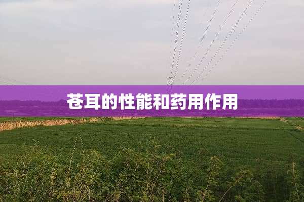 苍耳的性能和药用作用