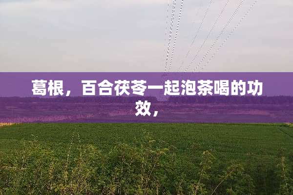 葛根，百合茯苓一起泡茶喝的功效，
