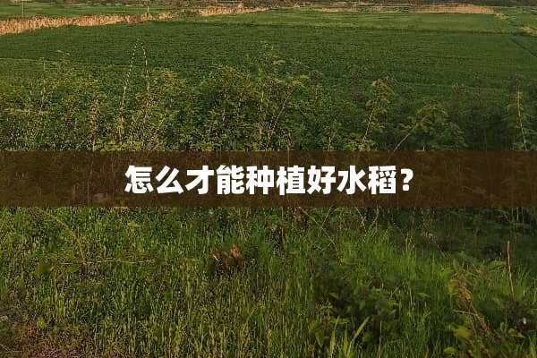 怎么才能种植好水稻？