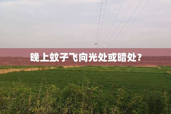 晚上蚊子飞向光处或暗处？