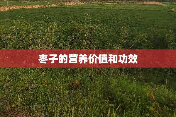 枣子的营养价值和功效