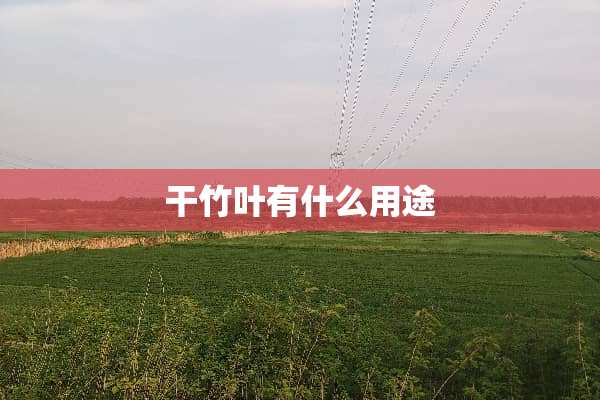 干竹叶有什么用途