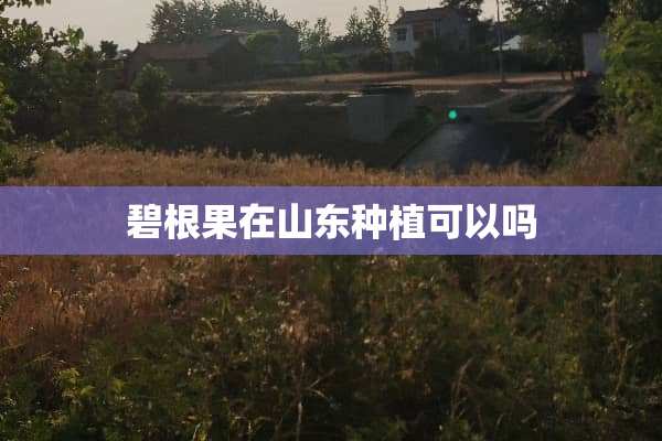 碧根果在山东种植可以吗
