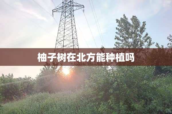 柚子树在北方能种植吗