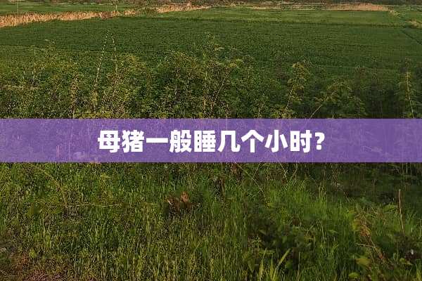 母猪一般睡几个小时？