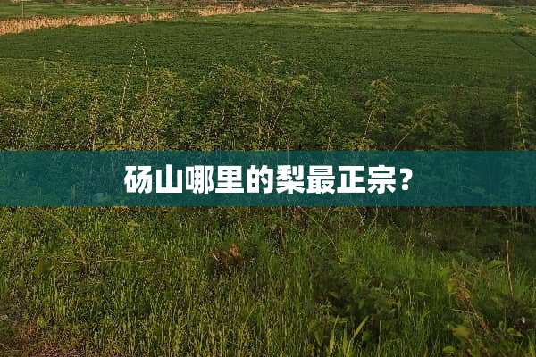 砀山哪里的梨最正宗？