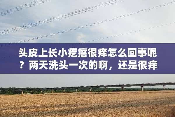 头皮上长小疙瘩很痒怎么回事呢？两天洗头一次的啊，还是很痒，而且有小疙瘩？