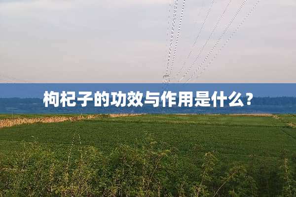 枸杞子的功效与作用是什么？