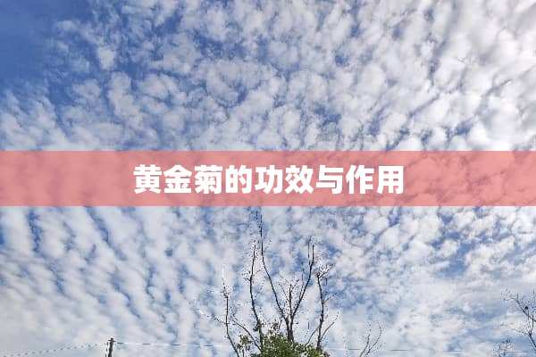 黄金菊的功效与作用
