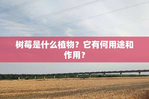 树莓是什么植物？它有何用途和作用？
