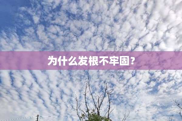 为什么发根不牢固？