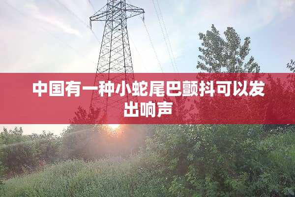 中国有一种小蛇尾巴颤抖可以发出响声