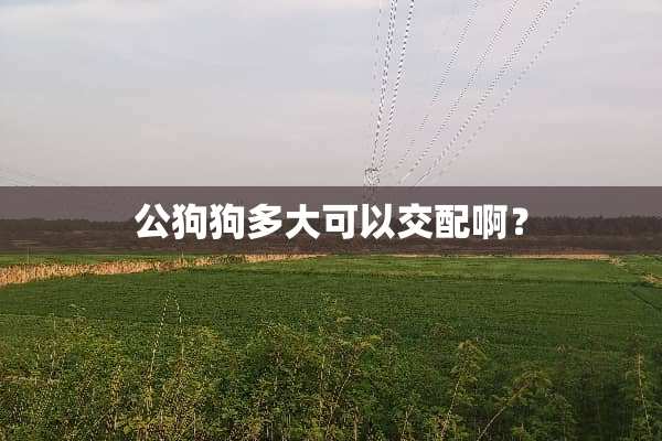 公狗狗多大可以交配啊？