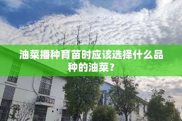 油菜播种育苗时应该选择什么品种的油菜？