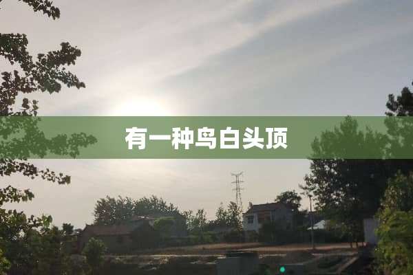有一种鸟白头顶