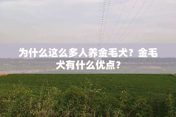 为什么这么多人养金毛犬？金毛犬有什么优点？