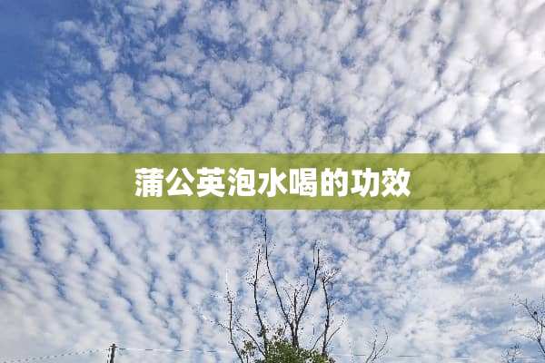 蒲公英泡水喝的功效