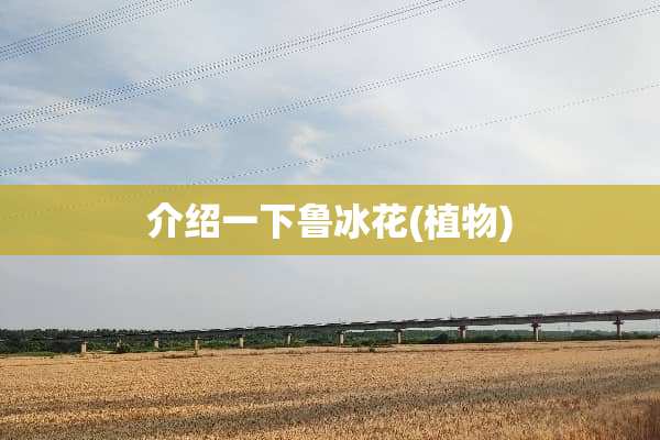 介绍一下鲁冰花(植物)