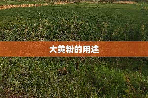 大黄粉的用途