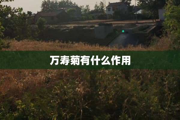 万寿菊有什么作用