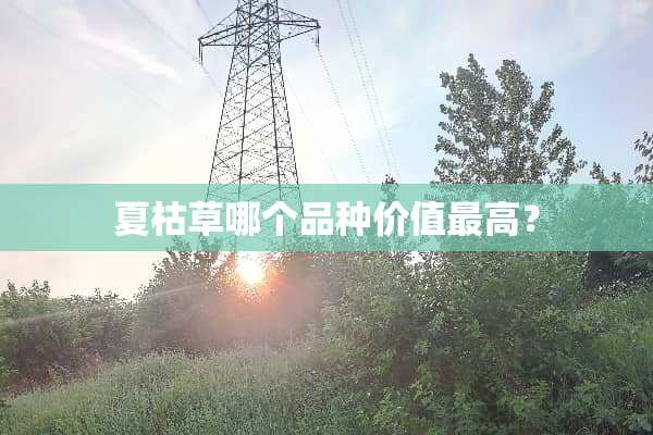 夏枯草哪个品种价值最高？