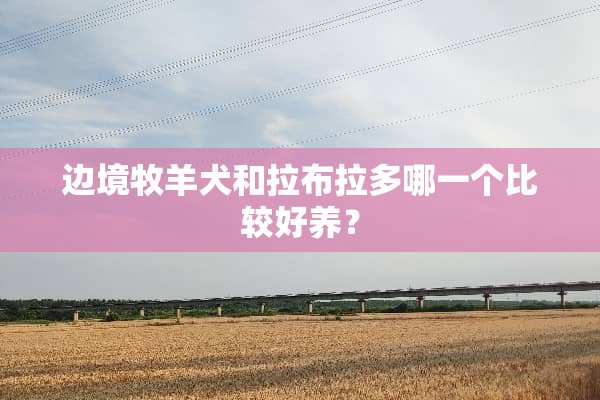 边境牧羊犬和拉布拉多哪一个比较好养？