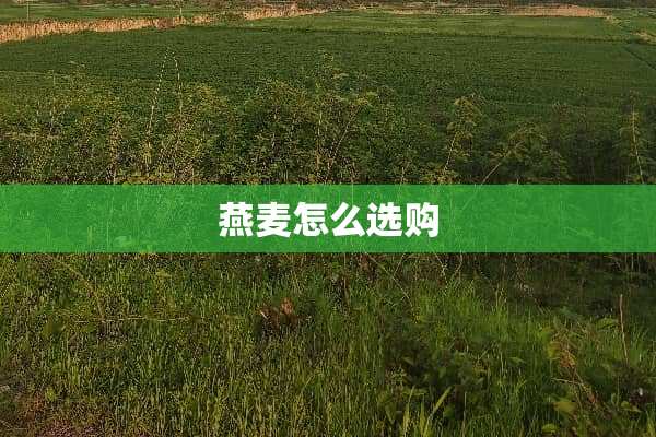 燕麦怎么选购