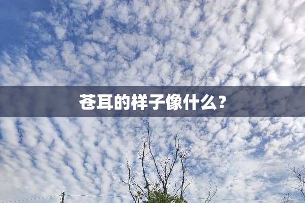 苍耳的样子像什么？