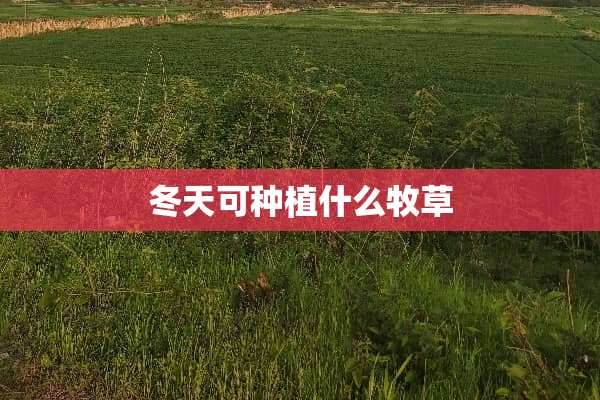 冬天可种植什么牧草