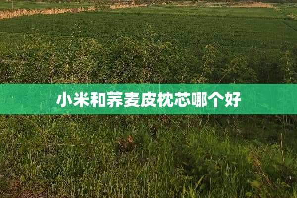 小米和荞麦皮枕芯哪个好